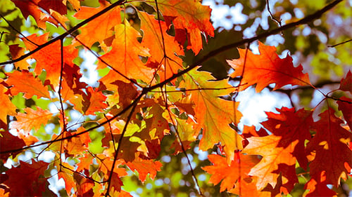 Feuilles d'automne orange