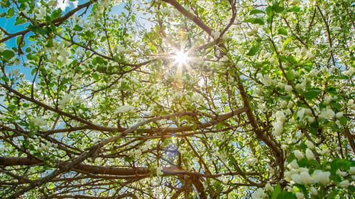 Sun Shining Through Blossom Apple Tree