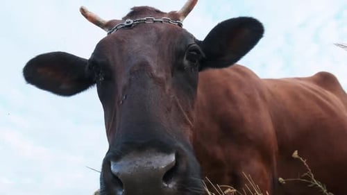 Cow Grazing on the Meadow and Looking on Camera on Sky Background at Sunny Day