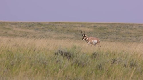 antelope in South Dakota antelope in South Dakota