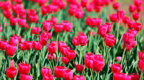 Field Of Red Tulips Blooming