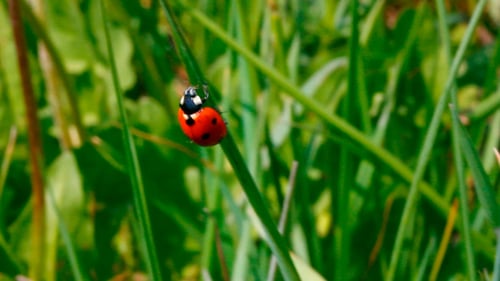 Ladybug On Green Grass