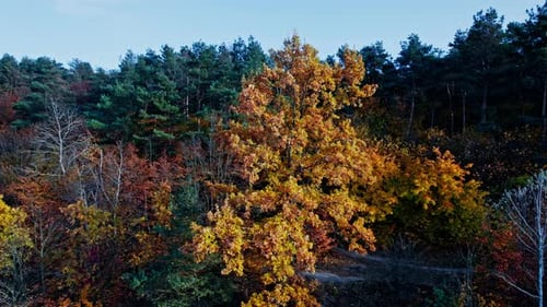 Aerial Top Down View of Forest in the Autumn