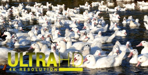 Enten im Fluss 8