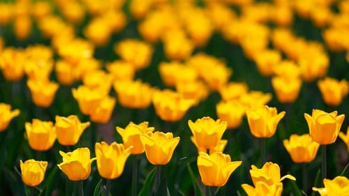Field Of Yellow Tulips Blooming