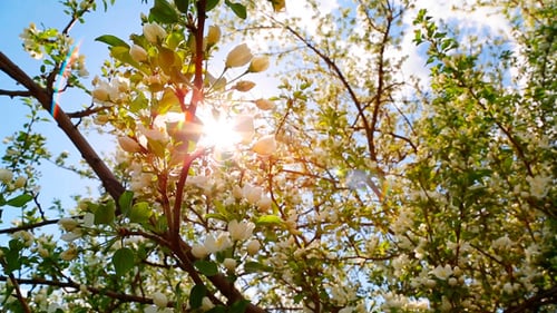 Sun Shining Through Blossom Apple Tree