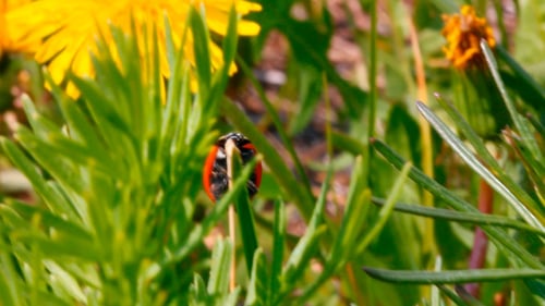 Ladybug On Green Grass