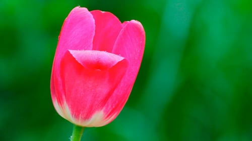 Pink Tulip Close Up on Green Background