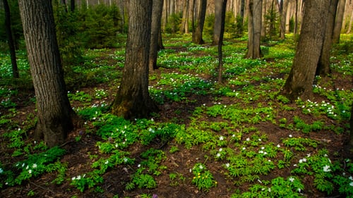 Spring Wood Landscape With White Flowers Anemones