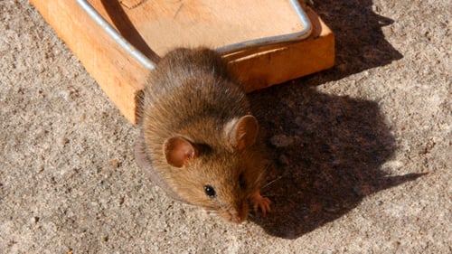 Hausmaus in einer Mausefalle 2