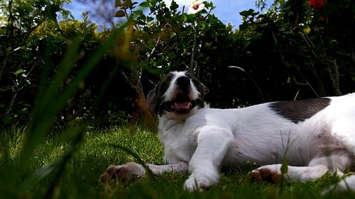 Hund ruht auf dem Gras
