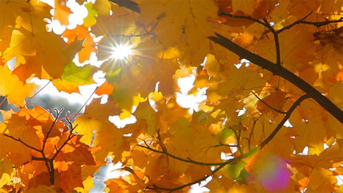 Feuilles d'automne jaunes et étoiles ensoleillées