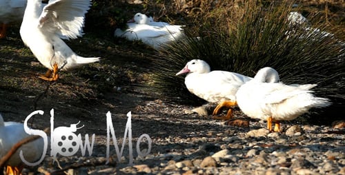Enten im Fluss 5