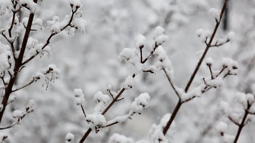 Heavy Snowfall On The Background Of Snowy Trees