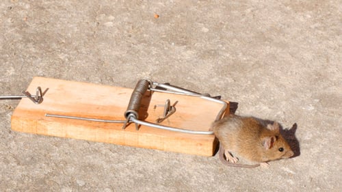 Hausmaus in einer Mausefalle