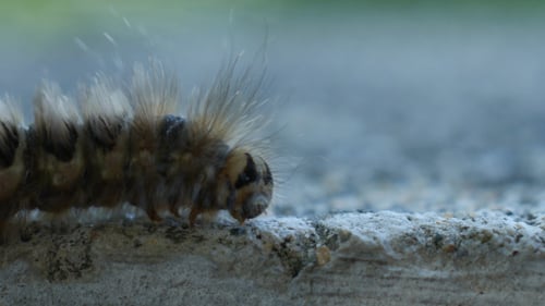 Caterpillar