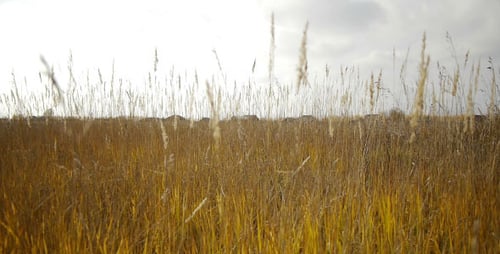 Autumn Dry Grass And Village