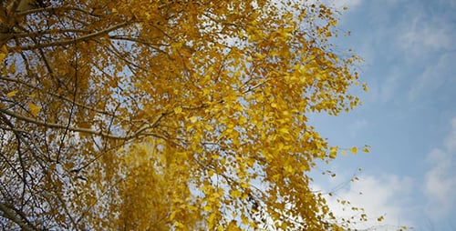 Autumn Leaves And Blue Sky