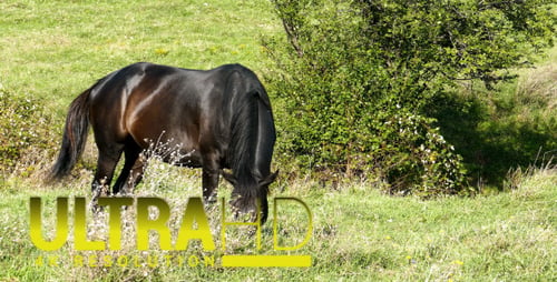 Pferd auf der grünen Wiese 1