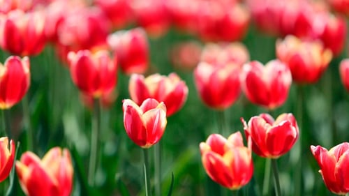 Blooming Tulips in a Vibrant Spring Garden