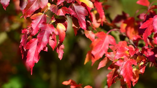 Herbstlaub