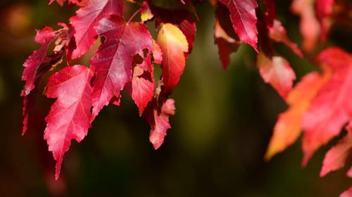 Herbstlaub