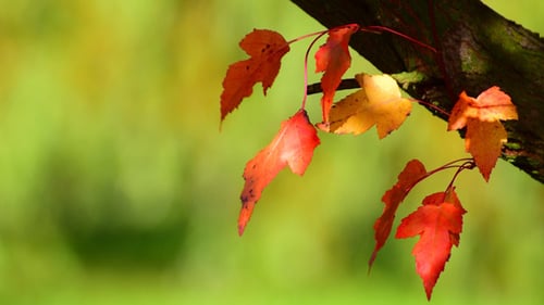 Autumn Foliage