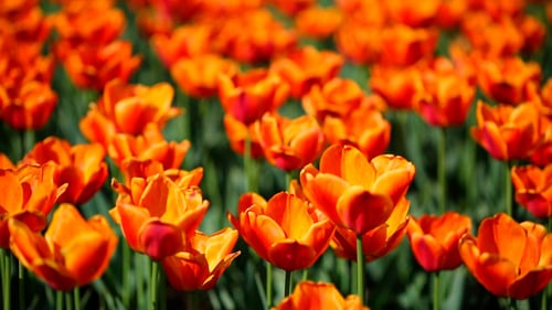 Field Of Orange Tulips Blooming
