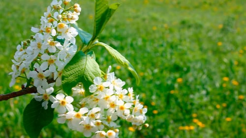 Blossom Bird Cherry Tree Branch