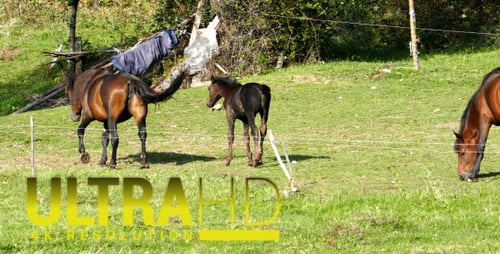 Pferde auf Green Meadow 1