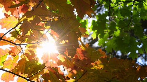 Herbstlaub und Sonne