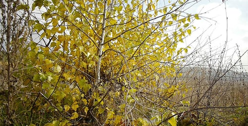 Autumn Dry Bush
