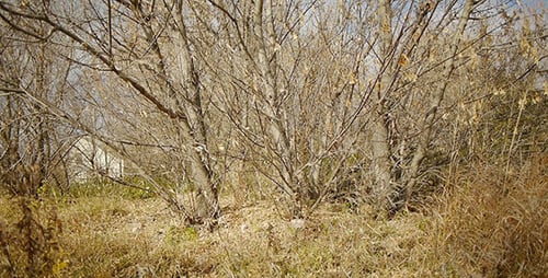 Autumn Dry Grass And Trees