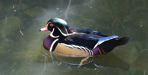 Schöne Ente in der Natur 1