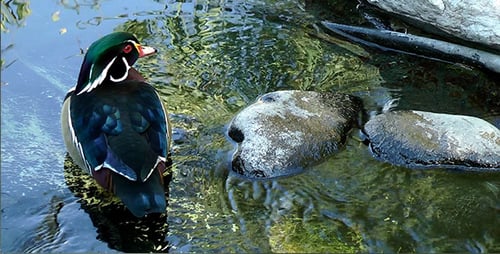 Wood Duck Standing Near Water and Rocks
