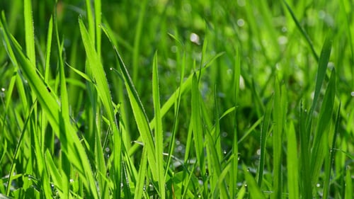 Lush Green Grass with Sparkling Dew Drops