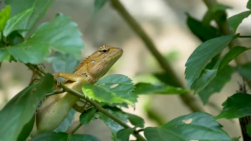 Un petit lézard suceur de sang exotique se trouve au milieu d'un feuillage vert luxuriant, dans la jungle sous les tropiques