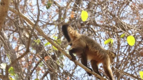Monkey Moves Along Branches in Lush Green Trees