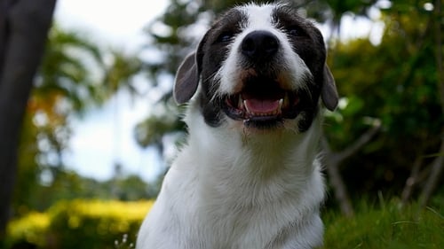 Netter Hund