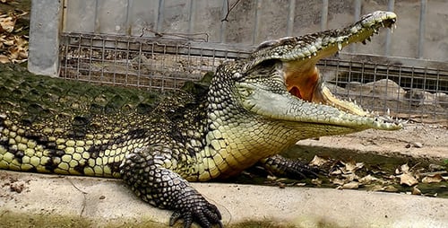 Crocodile