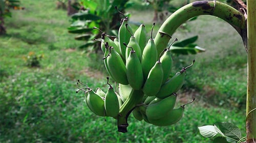 Bananas