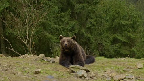 A Big Brown Bear in the Forest