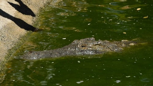 Crocodile Eating in the River