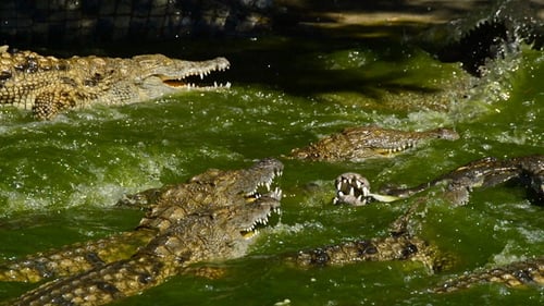 Fight of Crocodiles in the River