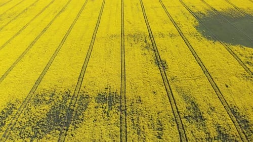 Rapeseed Field