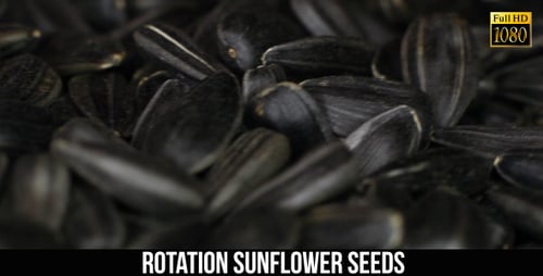 Pile of Black Sunflower Seeds Close Up