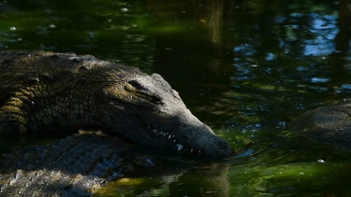 Crocodile in the River