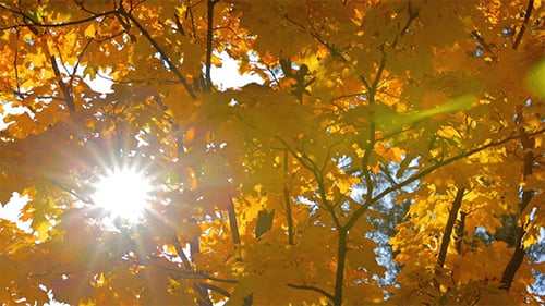 Feuilles d'automne jaunes et grande étoile ensoleillée