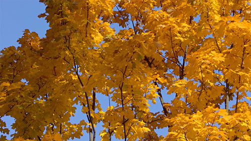 Golden Maple Tree in Full Autumn Splendor