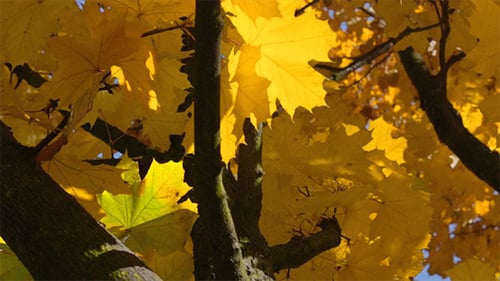 Arbre jaune d'automne dans la forêt
